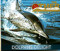 The Other World: Dolphins Delight