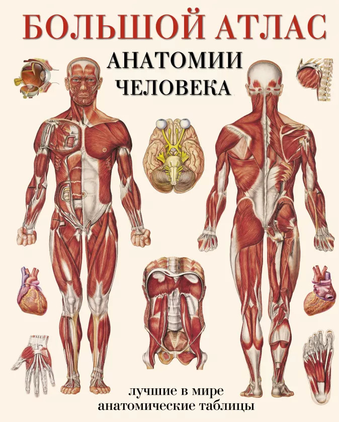 

Большой атлас анатомии человека