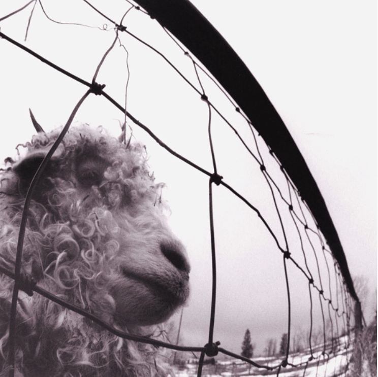 

Pearl Jam – Vs. (LP)