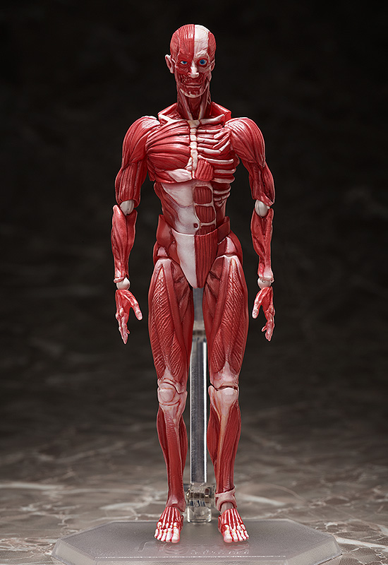 

Фигурка Figma Human Anatomical Model (15 см)