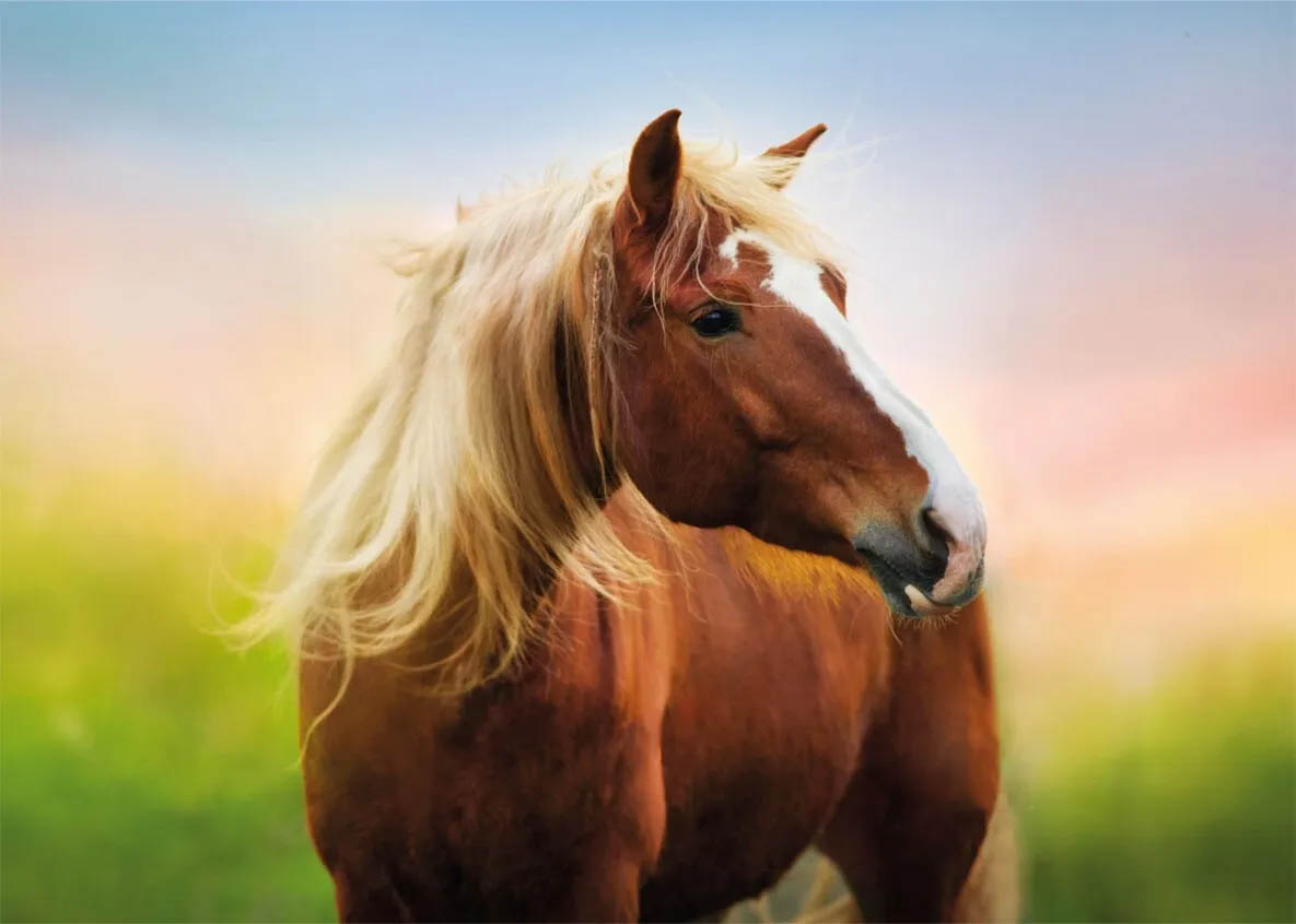 

Puzzle Лошадь на рассвете (500 деталей)