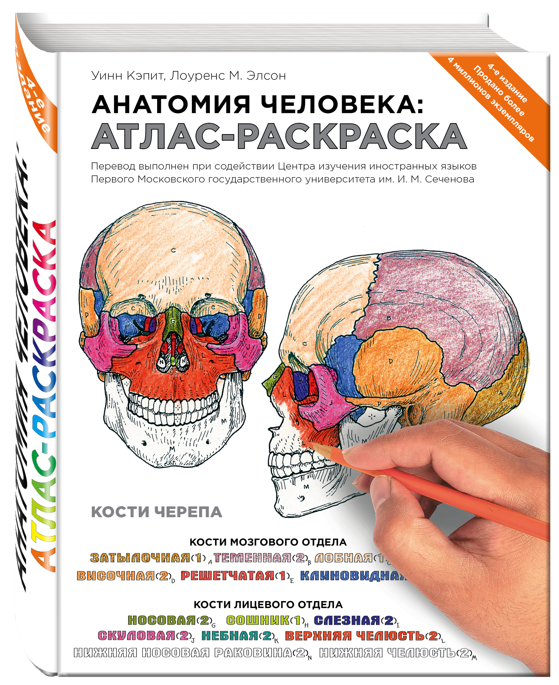 Анатомия человека: атлас-раскраска от 1С Интерес