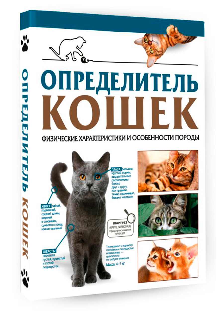 

Определитель кошек: Физические характеристики и особенности породы