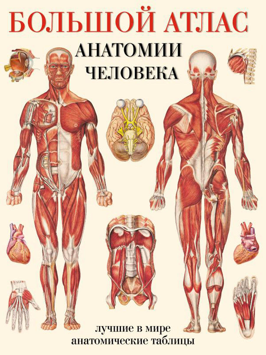 

Большой атлас анатомии человека