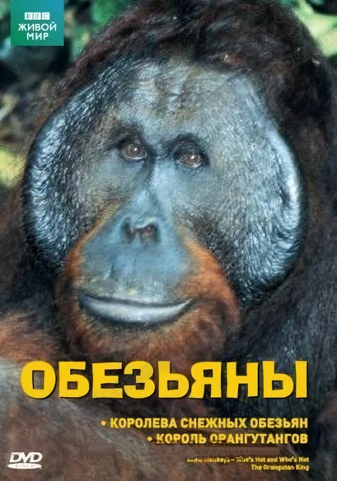 BBC: Обезьяны: Королева снежных обезьян / Король орангутангов (DVD)