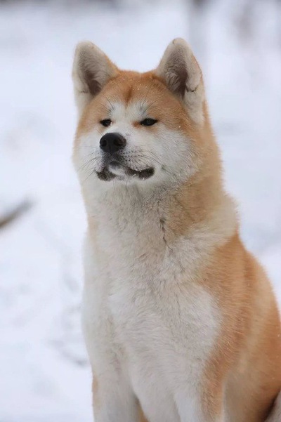 Володя