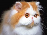 Вадим