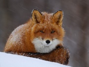 Александра