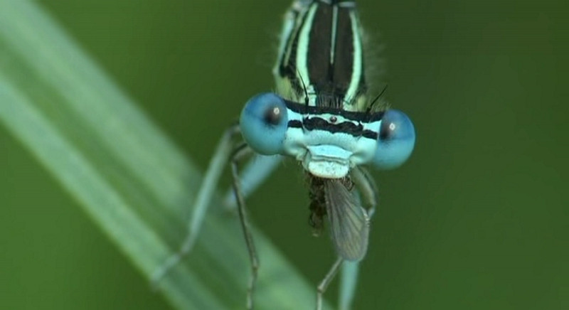 Ввс жизнь в микромире dvd. Bbc жизнь в микромире. Фильмы ввс жизнь в микромире. Фильмы ввс жизнь в микромире. Би би си жизнь в микромире.