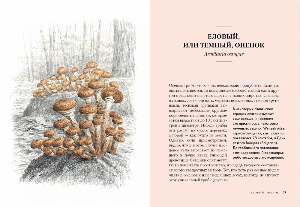 �����: ��������� �������� ����