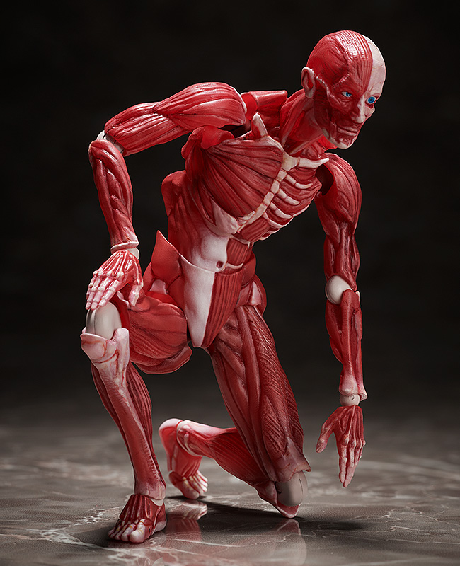  Figma Human Anatomical Model (15 )