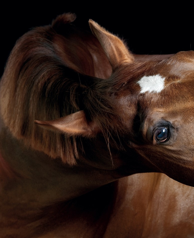 ������: ��������, ������������� �����������. ������������ ����������