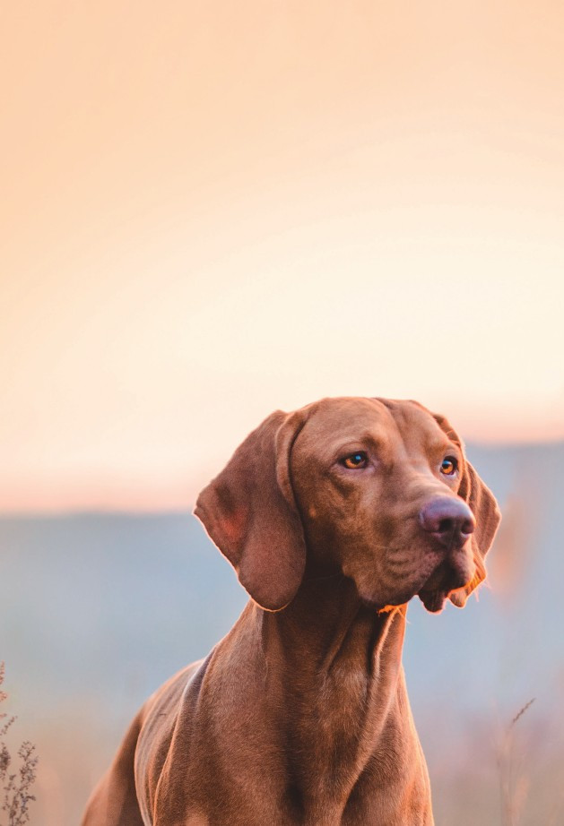 ����������� � ���������� ������ (����� ����������)