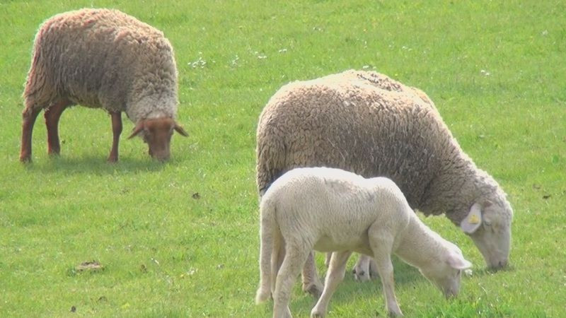   3D (Blu-ray 3D + 2D)