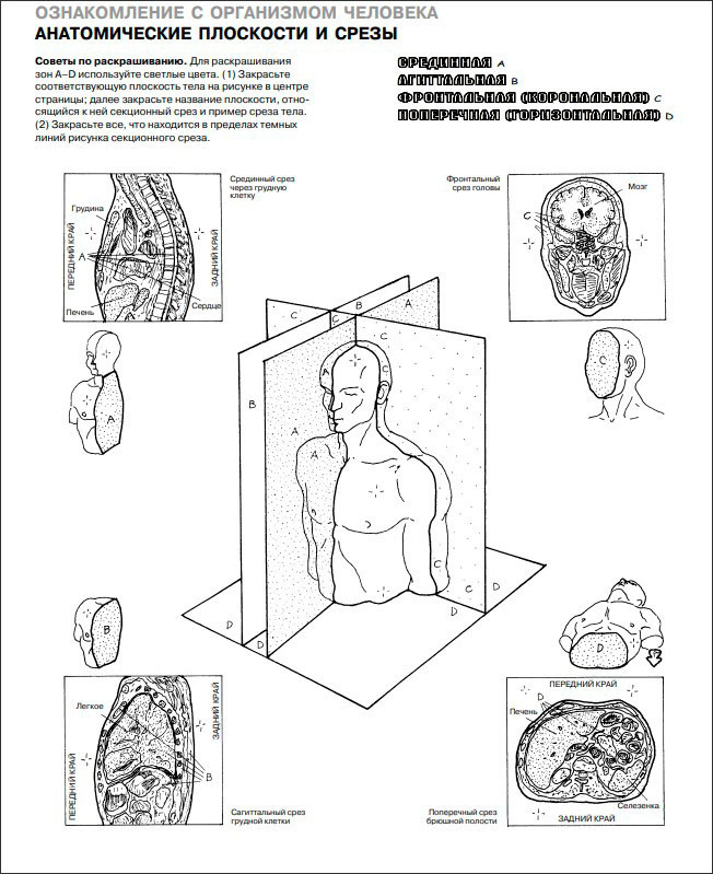 Анатомия человека: атлас-раскраска - купить по цене 1842 руб с доставкой в  интернет-магазине 1С Интерес