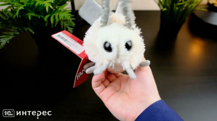 ������ ������� ���� �����