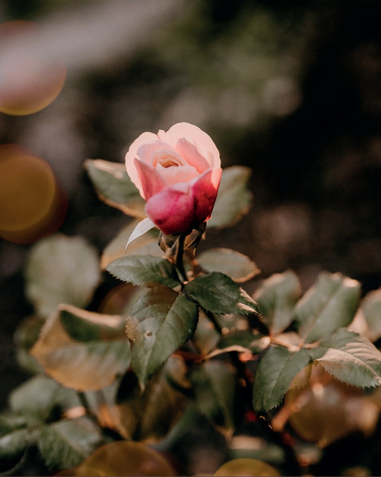 ���� ����� ������: ������������ � ������, ��������� � ��������