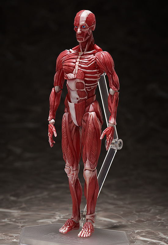 Фигурка Figma Human Anatomical Model (15 см)