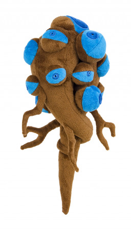 ������ ������� Dota 2: Sentry Ward