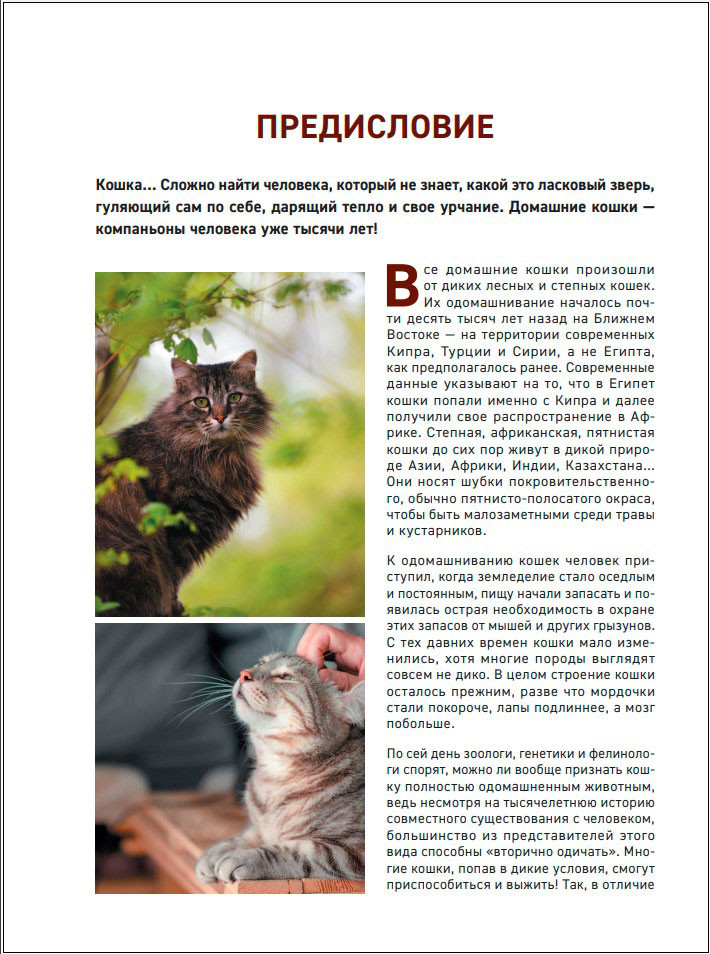Все породы кошек: Большая иллюстрированная энциклопедия