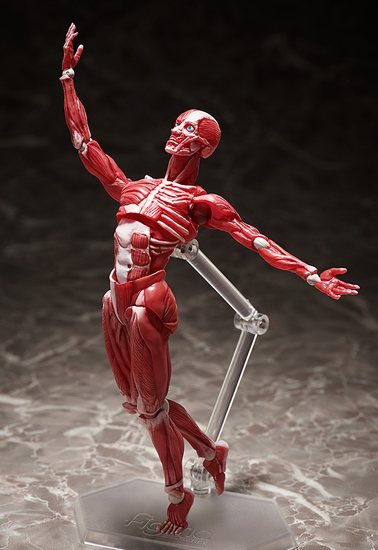  Figma Human Anatomical Model (15 )