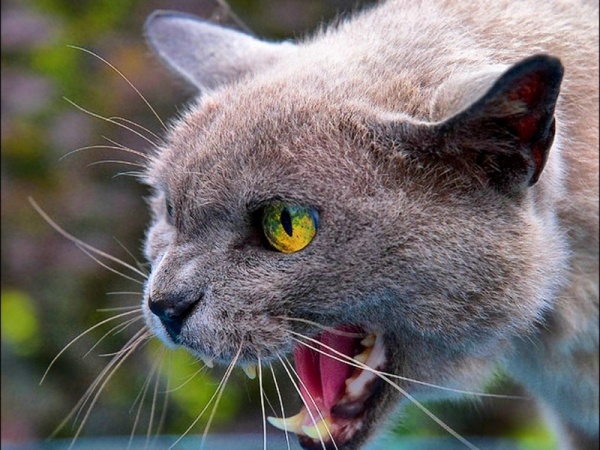 BBC: Кошки