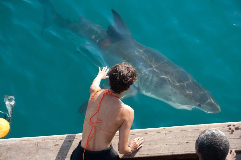 ������ / ��������������� ���� (2 DVD)