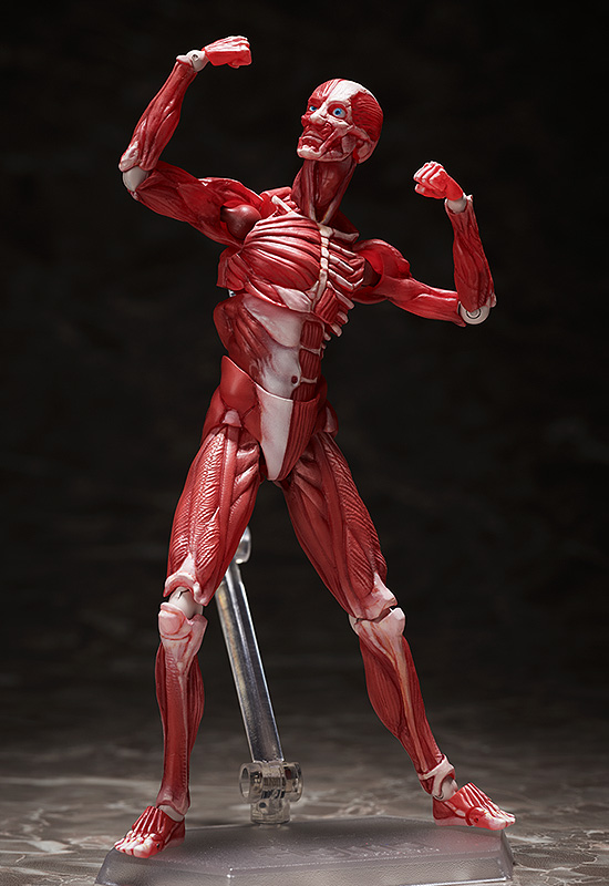 Фигурка Figma Human Anatomical Model (15 см)