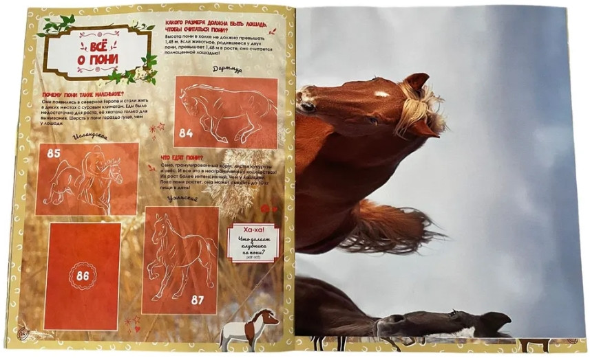    Horses / 