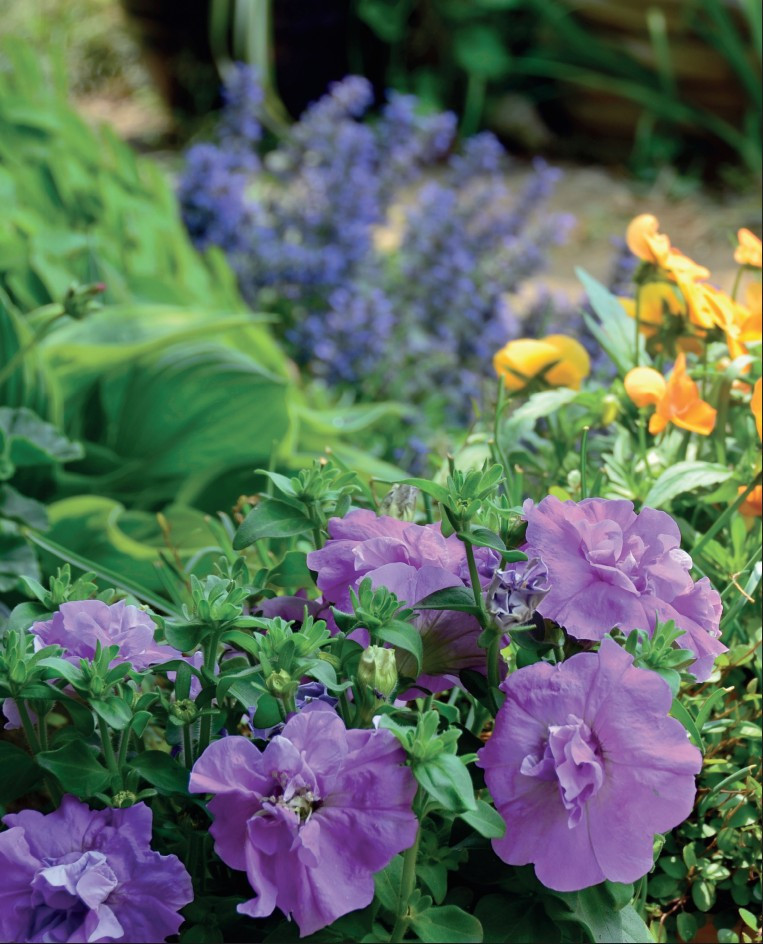 ������ ������� ������: �����������, ������������ � ���������� � ������ �� �������, ����������� � �����