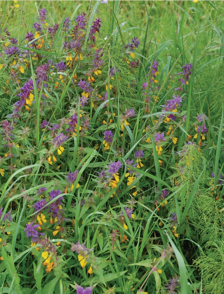 ������������� ��������: ������� ���������������� ������������