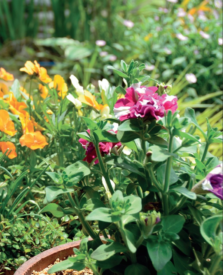 ������ ������� ������: �����������, ������������ � ���������� � ������ �� �������, ����������� � �����