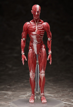  Figma Human Anatomical Model (15 )