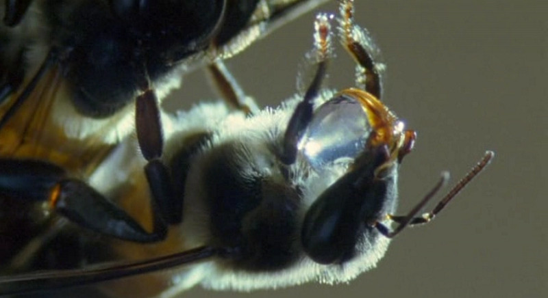 Bbc жизнь в микромире. Bbc жизнь в микромире. Стрекоза макросъемка. Ввс жизнь в микромире dvd. Bbc жизнь в микромире.