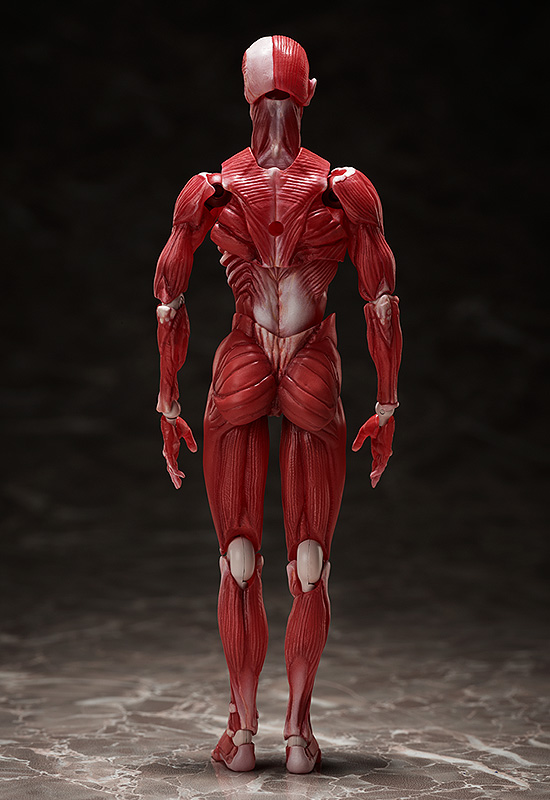  Figma Human Anatomical Model (15 )