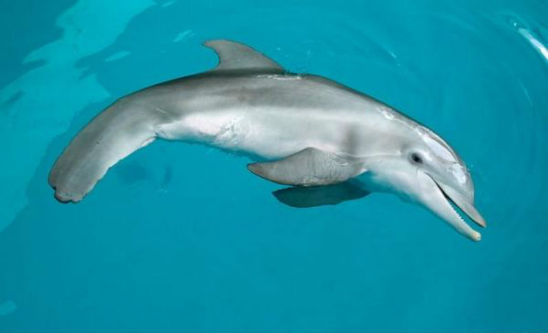 Дельфин 1 2 3. Китообразные афалина. Дельфин 1 2 3. Кровать дельфин 1. Дельфин 1 2 3.